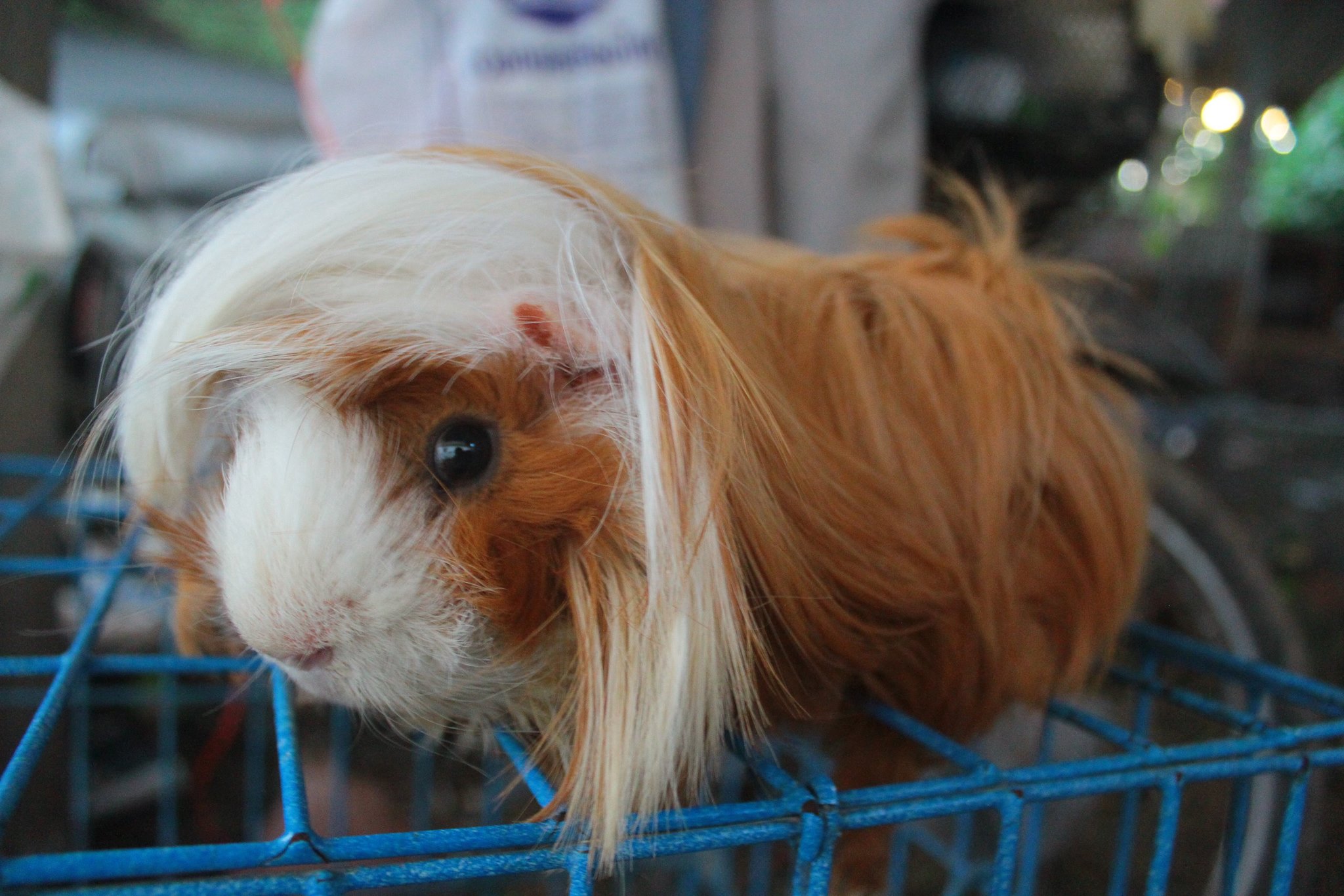 #ขายหนูแกสบี้ พีรูเวียน... - JB Rabbit ฟารม์กระต่ายเชียงใหม่ | Facebook