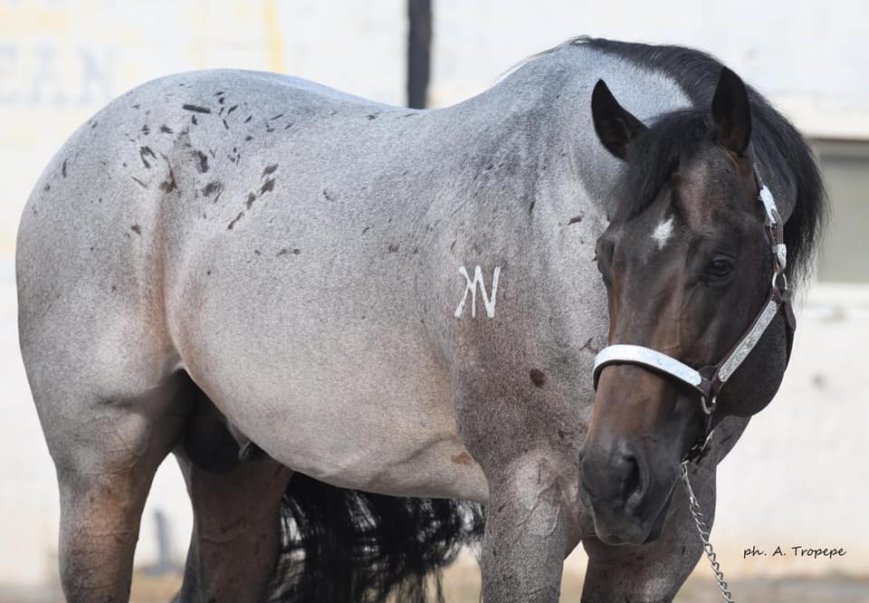 Horse Lab - Team USA 🇺🇸 that will compete at the Golden Buckle Malta 🇲🇹 ...
