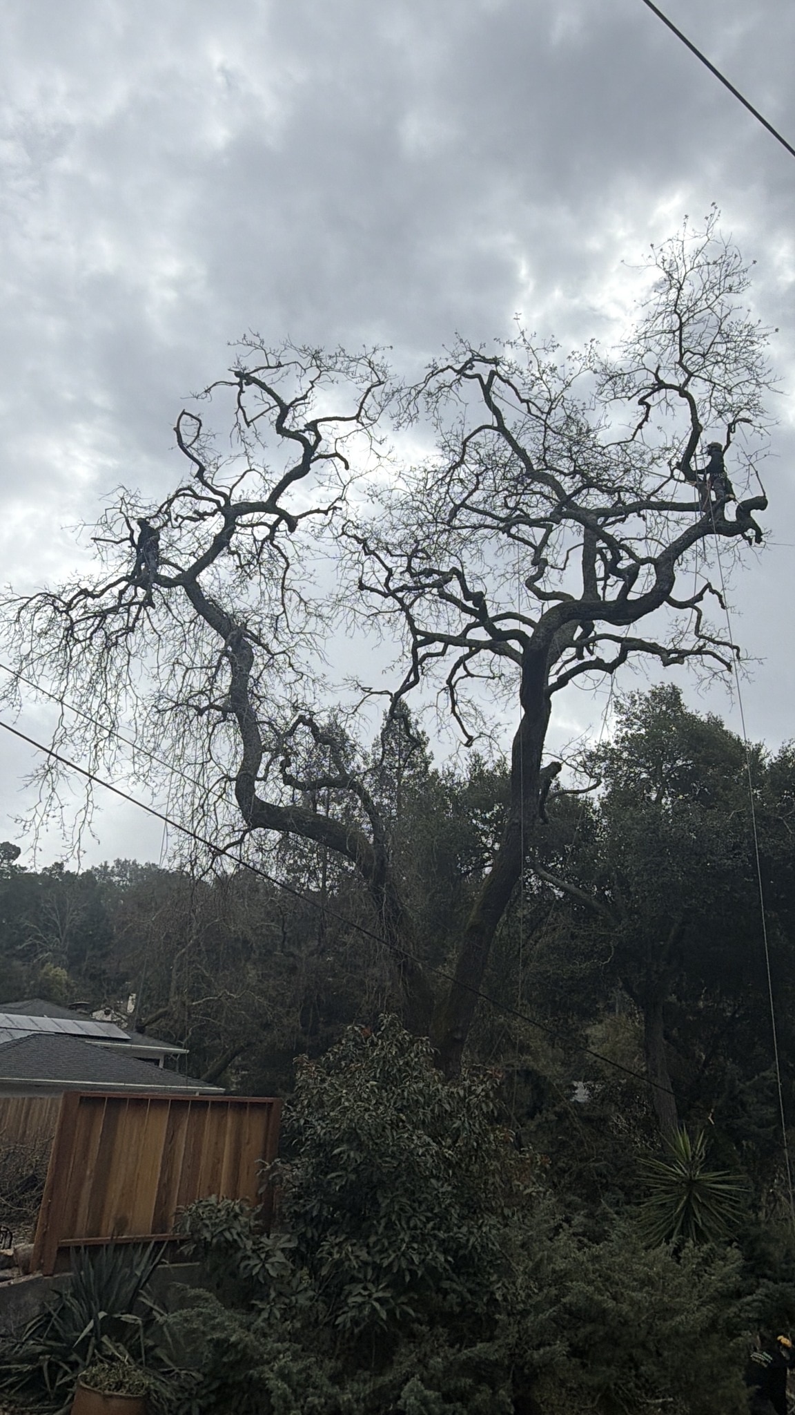 CCL Trees Services | Oakley CA