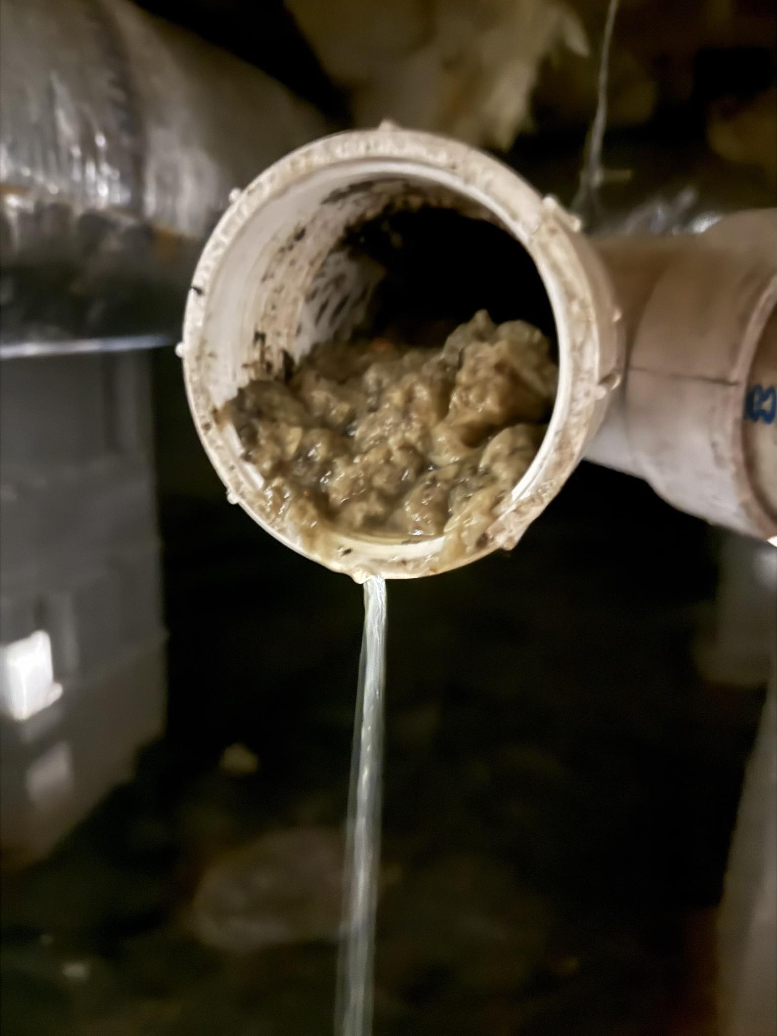 Millennial - 🚽 Slow Drains? Gurgling Toilets? It Might Be a Soft ...