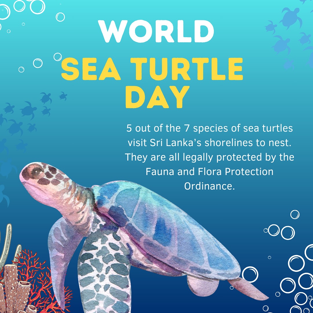 🌊🐢 Celebrating World Sea Turtle Day... - The Pearl Protectors