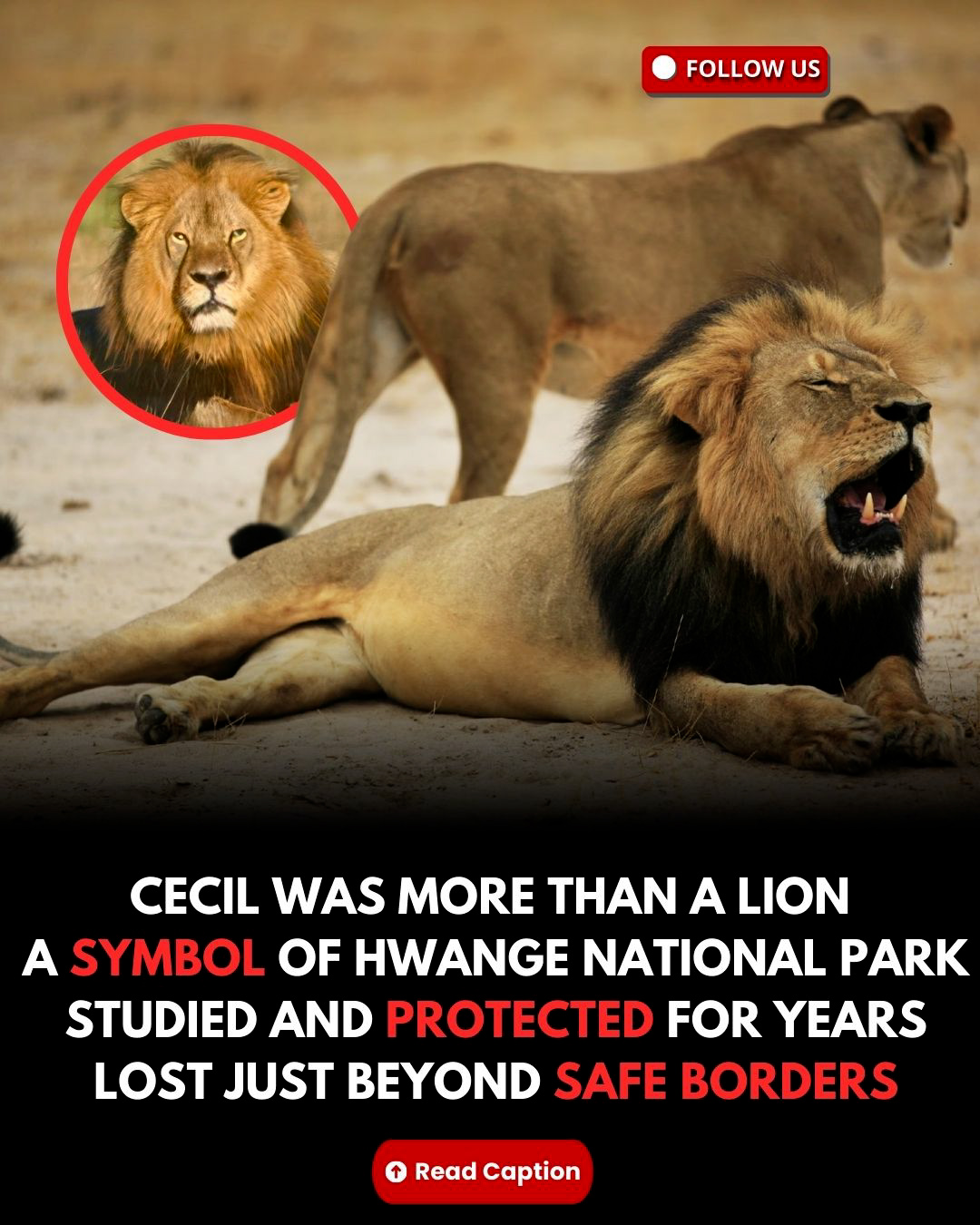 Golden - Cecil was a 13 year old male lion who had become one of the ...