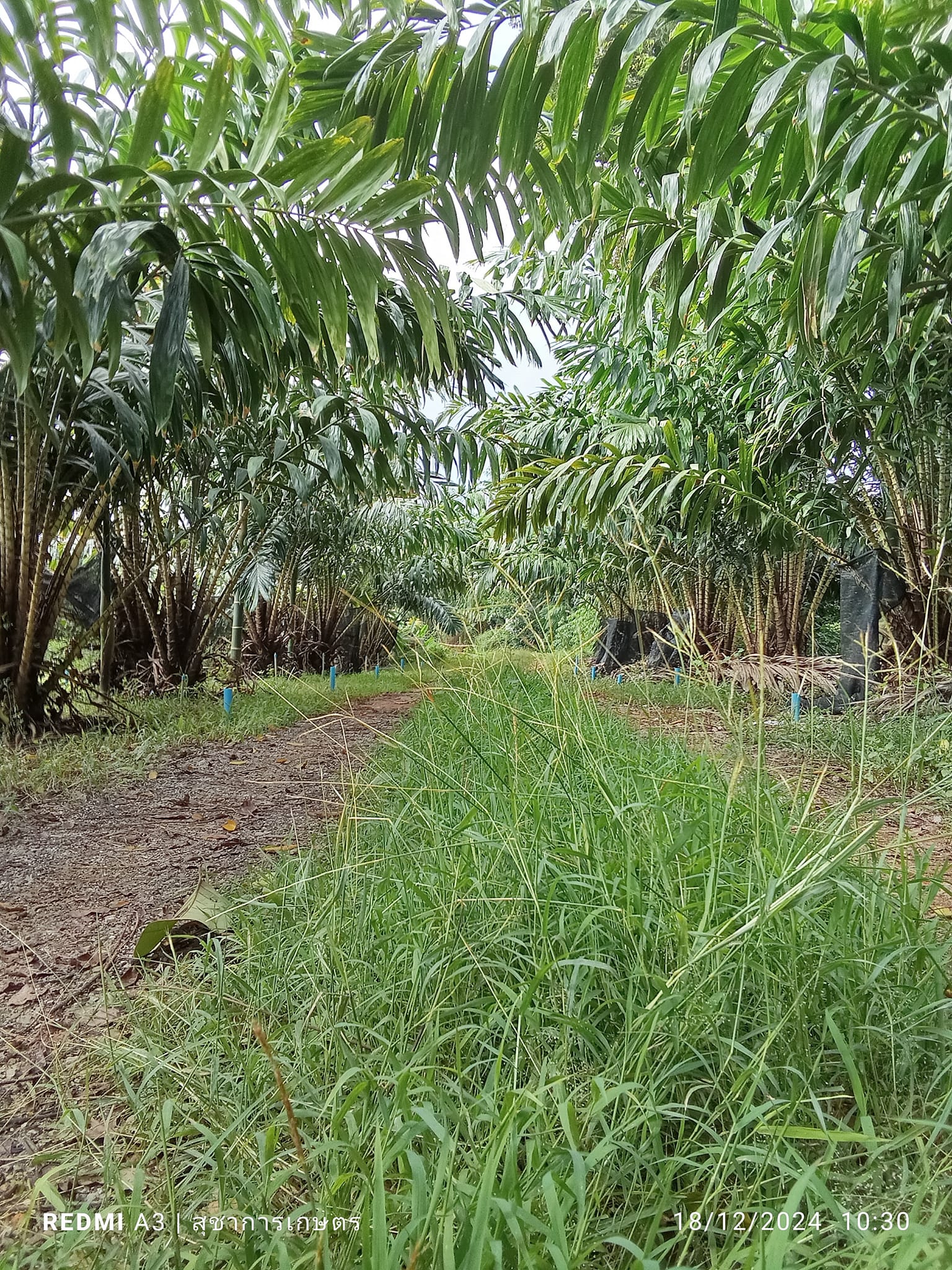 Farm Kun Din | Surat Thani