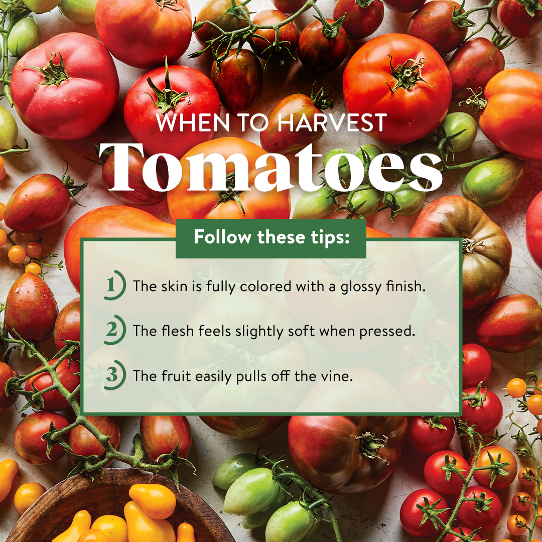 Burpee - It's Tomato Time! – Here's how you'll know when to harvest: 🍅 ...