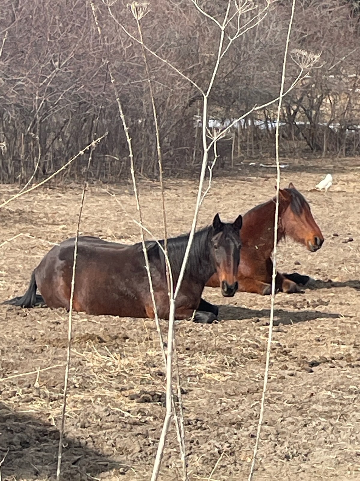 Triple R Horse Rescue - Beautiful Breeds - Meet The Noriker Horse The ...
