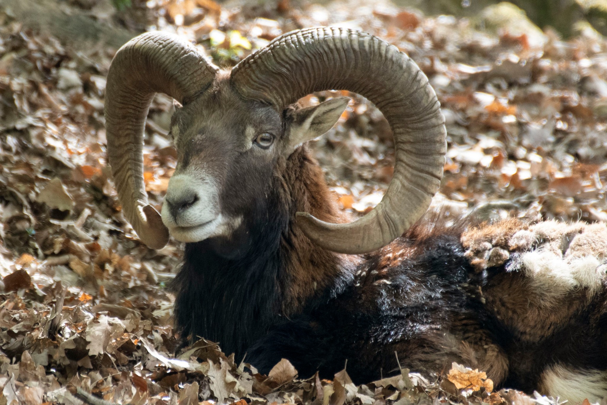 Mouflon animal facts and habitat
