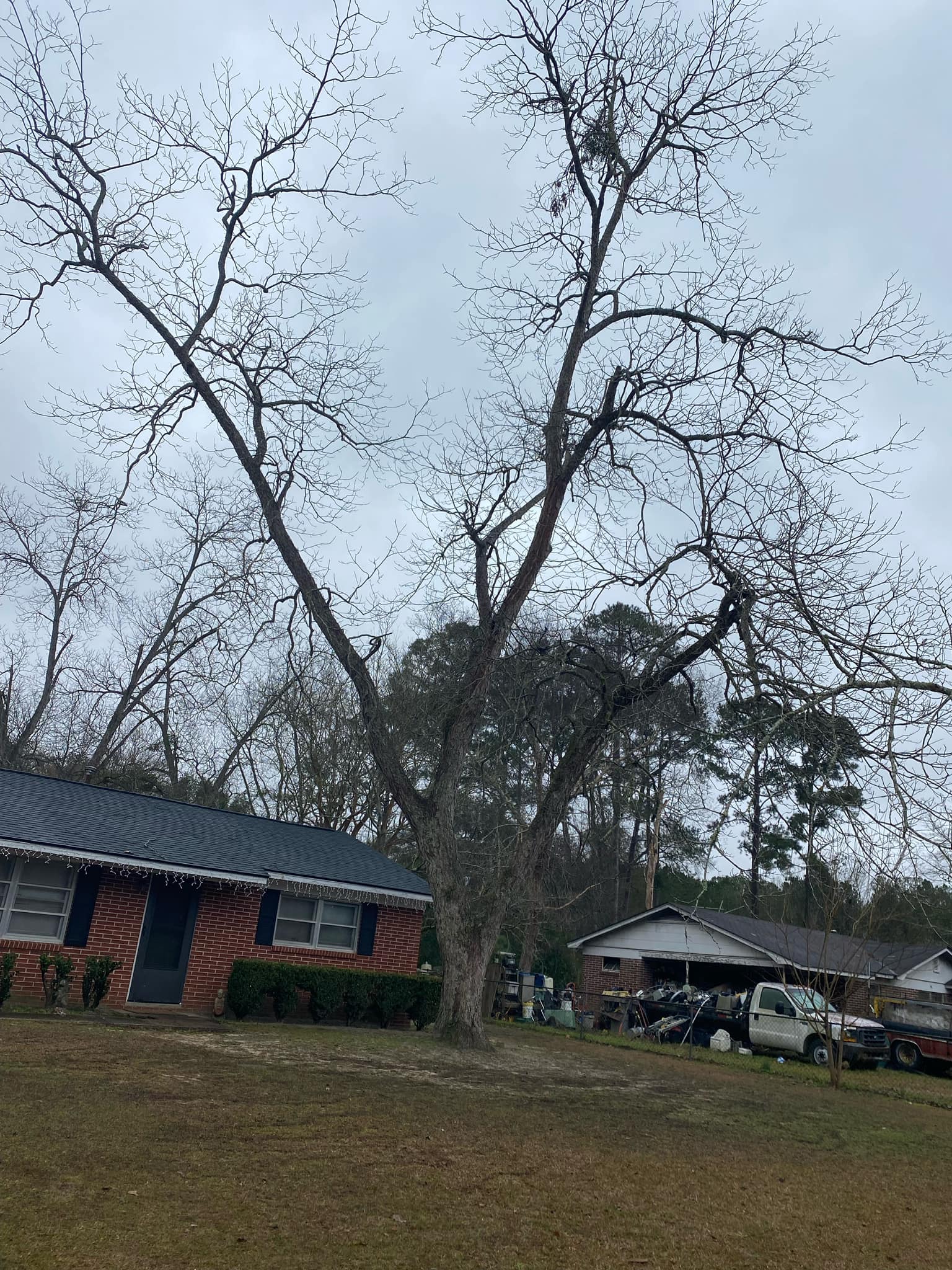 Southern Tree Services & Southern Land Clearing | Sylvester GA