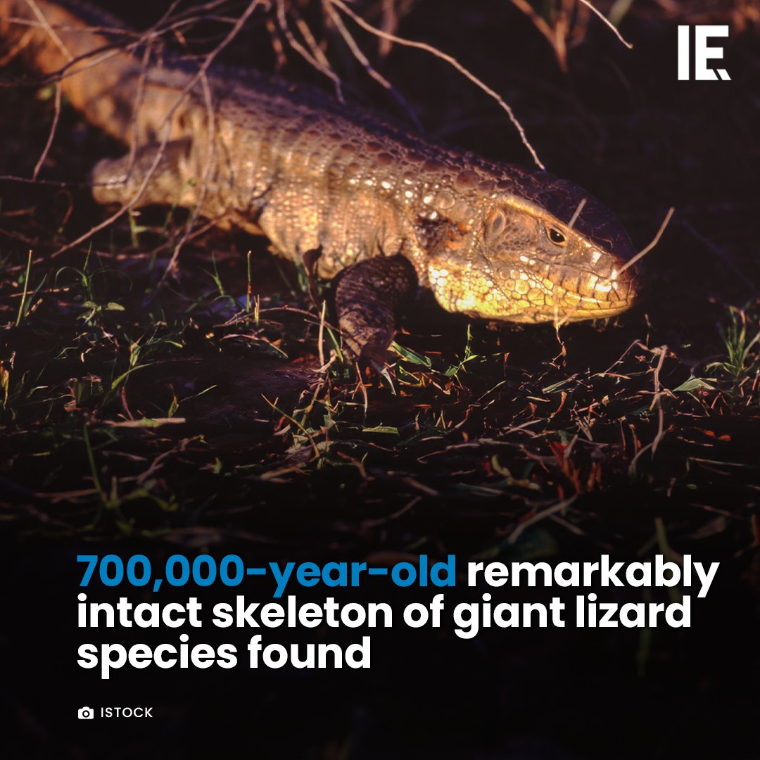 Lizard's intact skeleton aids... - Interesting Engineering