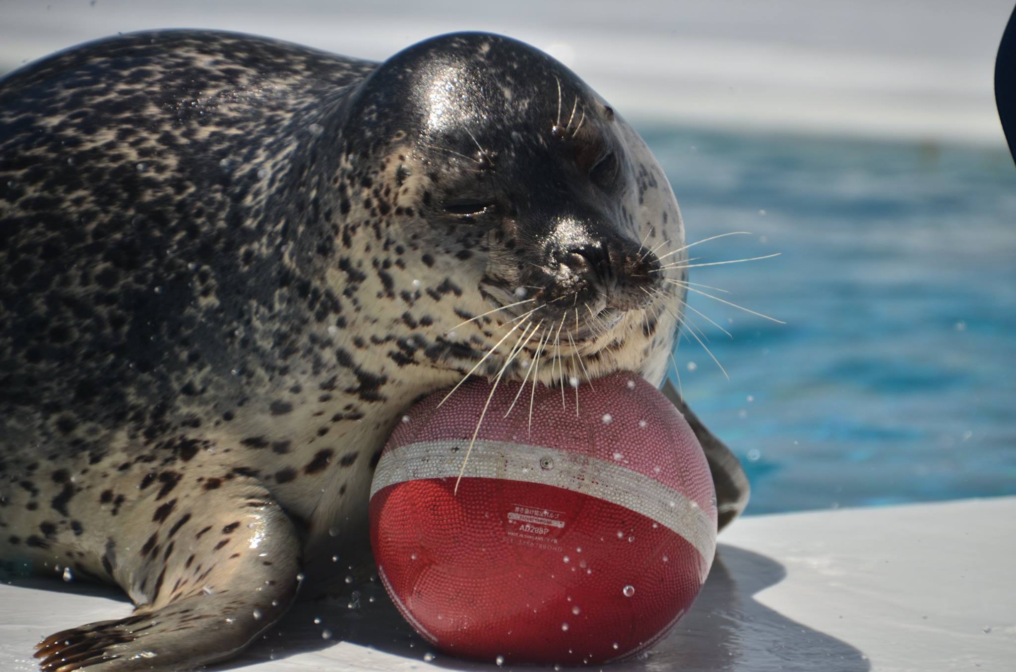 鶴岡市立加茂水族館 今日の加茂あざらし 必死なはなちゃん はなちゃんの ボールキャッチ Facebook