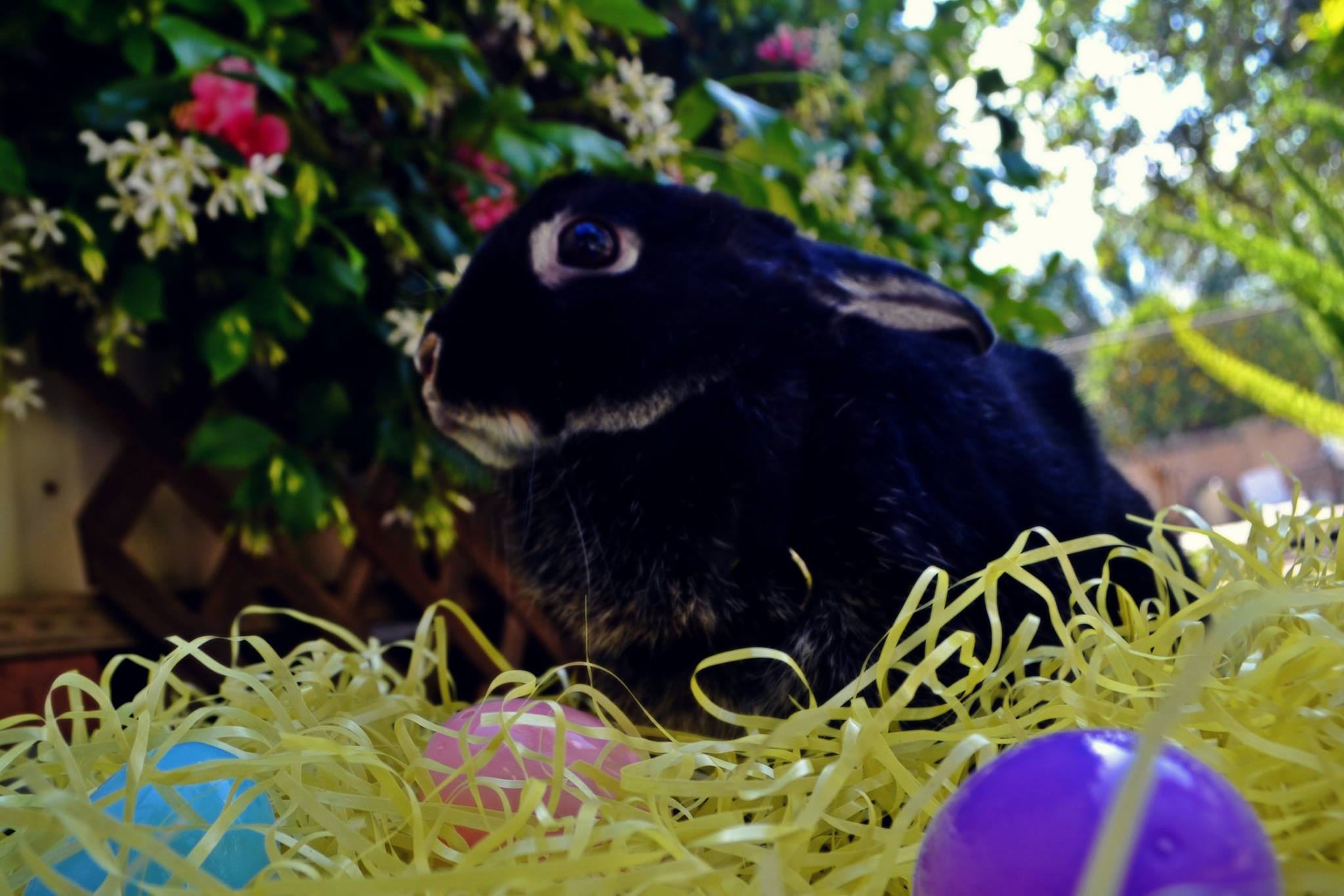 Adele: the agility rabbit