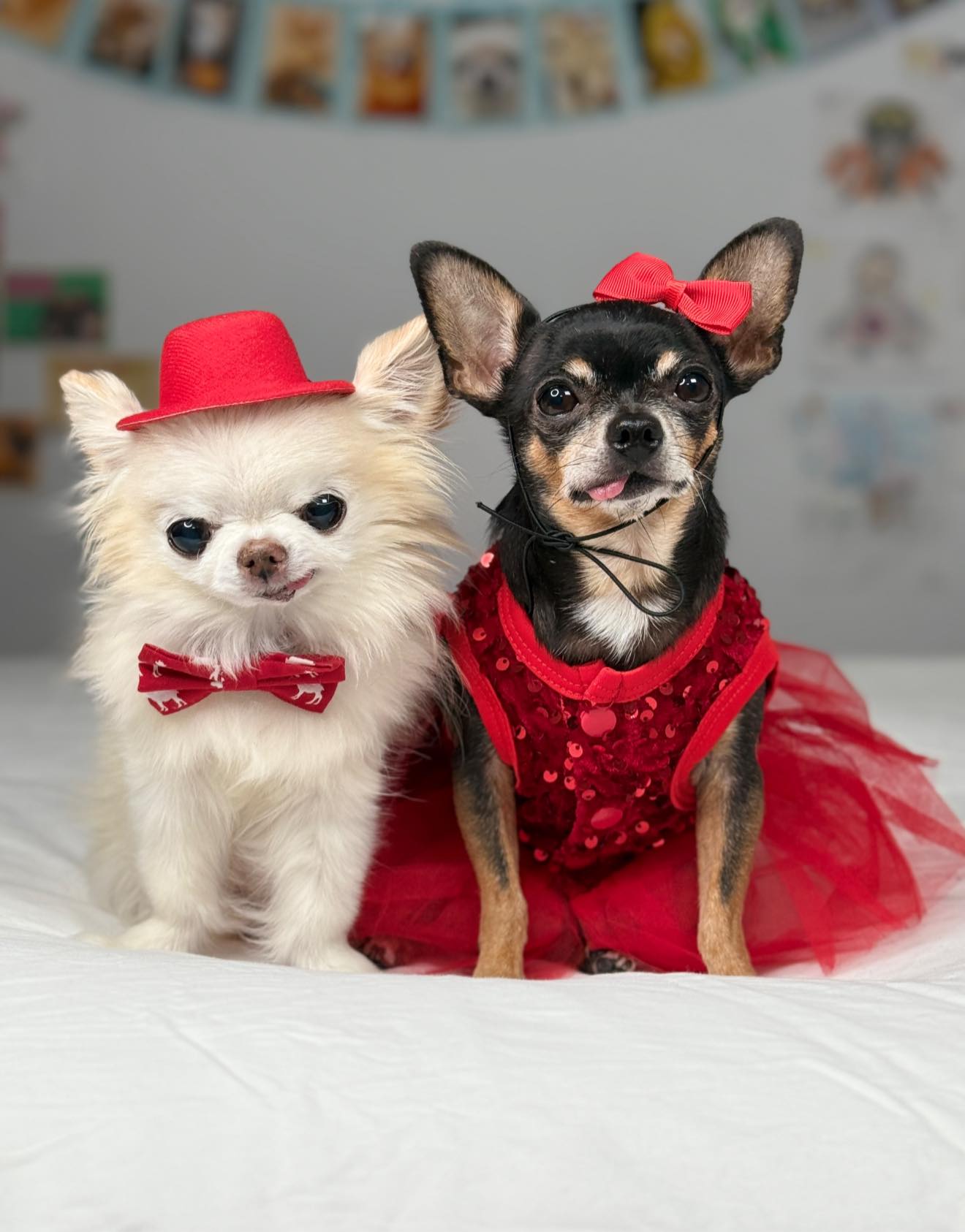 What do you think of our matching party outfits? Do we look smashing in red? 🥰😉🐾🐶 #chihuahuas #pawty #christmasdogs