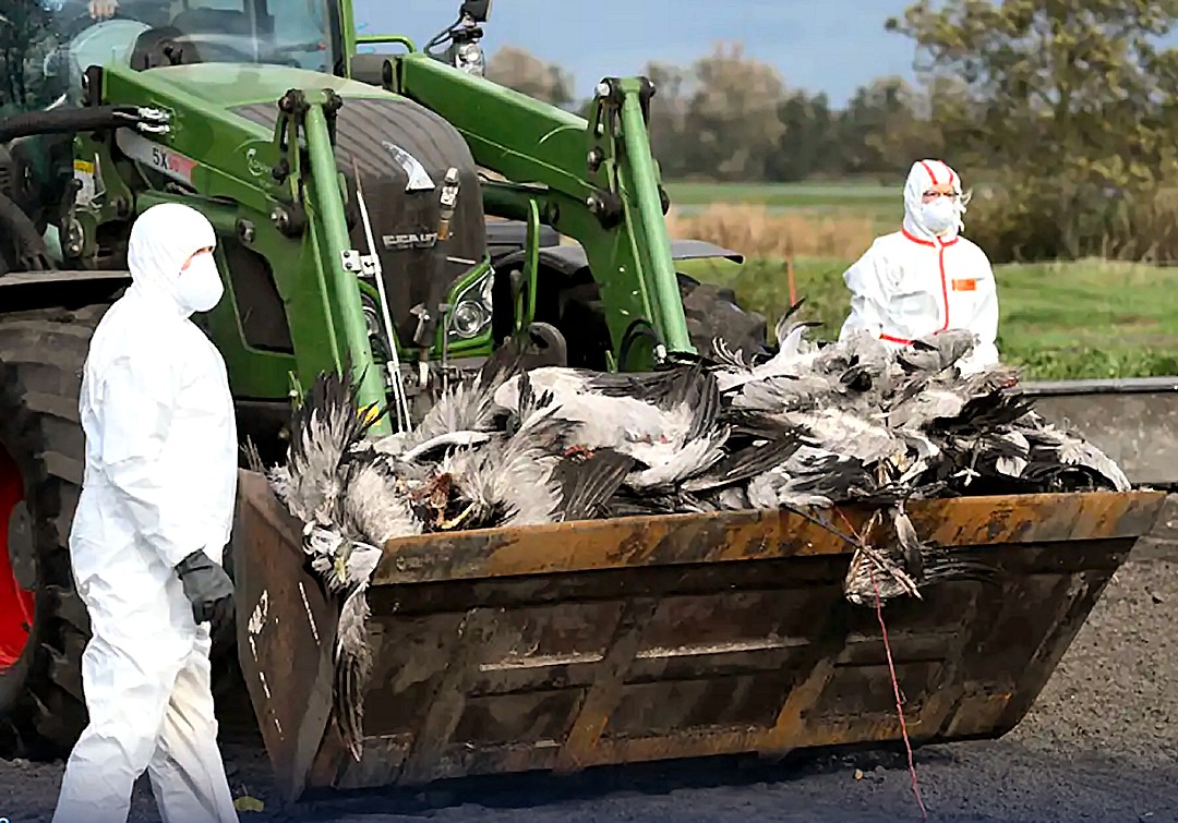 German - GERMAN NEWS ~ German bird flu outbreak sparks fear among ...