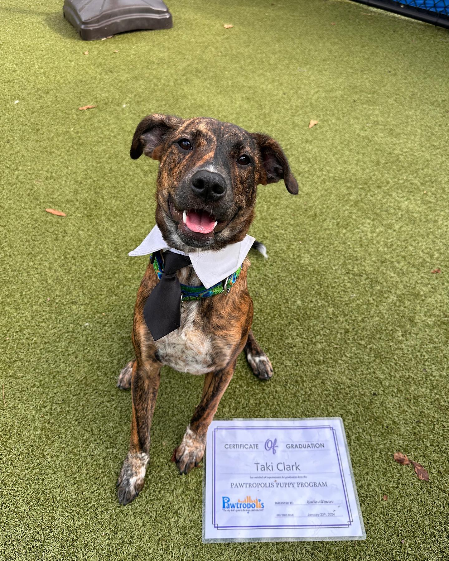 Congratulations on... - Pawtropolis & Helping Paws Rescue