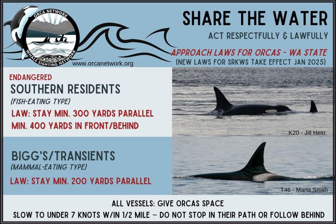 Orcas spotted in South Puget Sound on November 28th