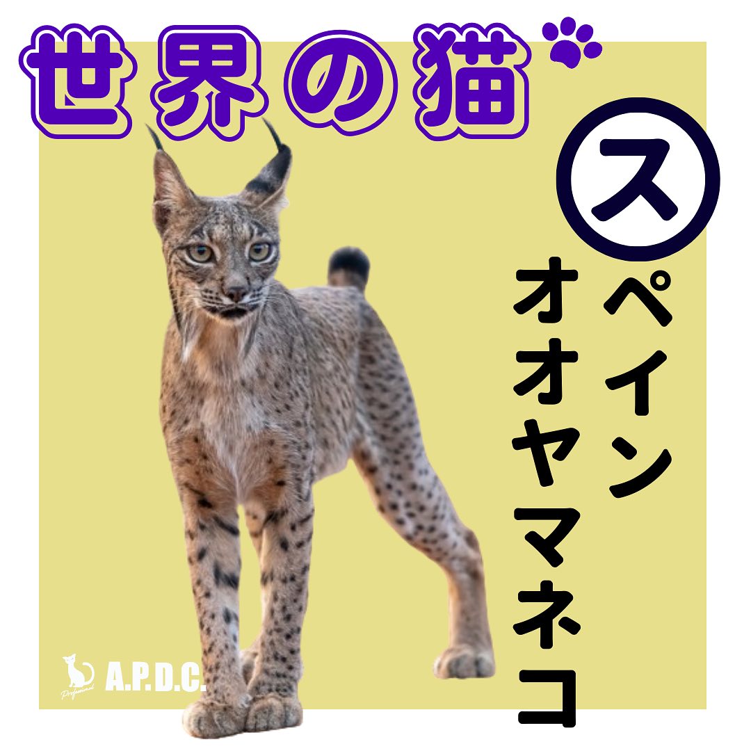性格は？出身地は？🐈🐾／絶滅の崖っぷち！？⚠️レッドリストで【深刻