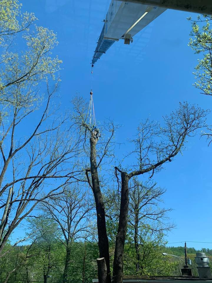 Top notch tree care and landscaping llc | Ivyland PA