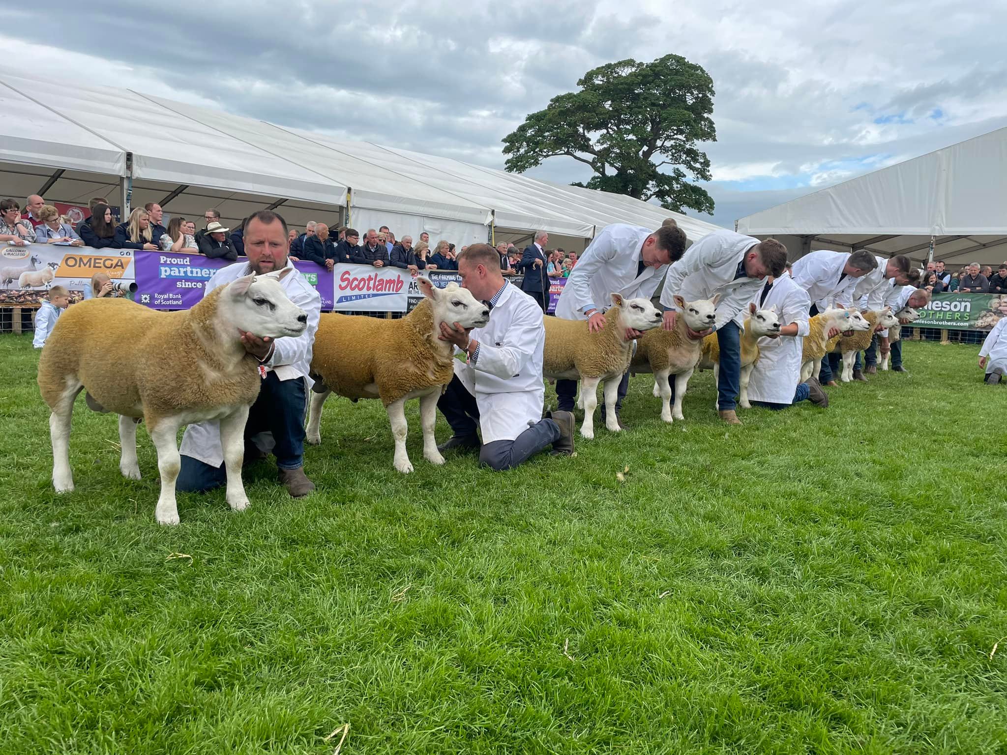 British - ROYAL HIGHLAND SHOW RAM LAMB 1 - J Innes & Sons, IJS2408651 2 ...