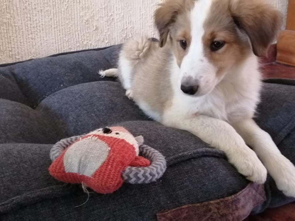 BorderCollie CDMX | Busco border collie blue Merle en CDMX | Facebook