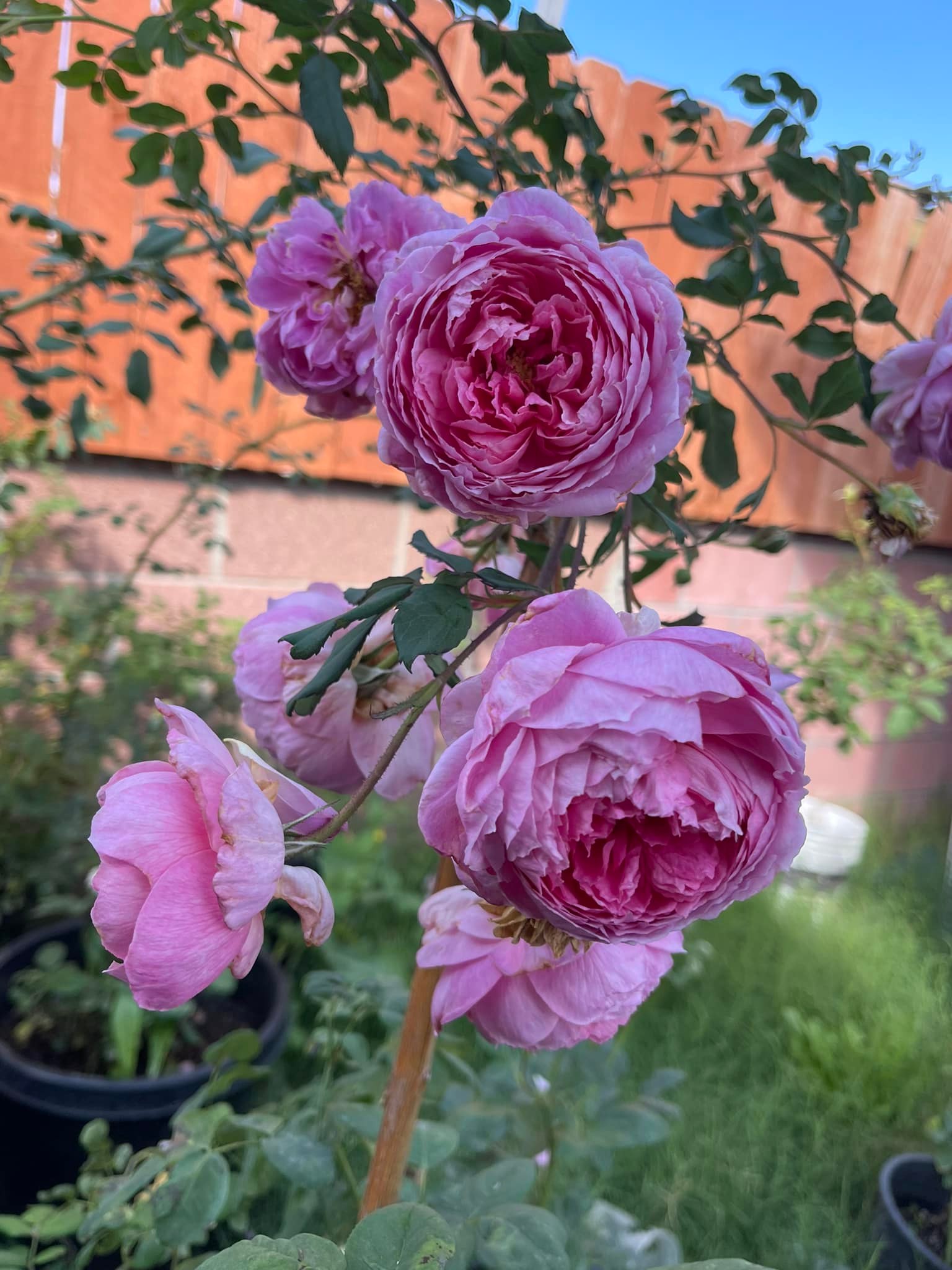 She deserves more recognition, Huntington Rose zone 10B California