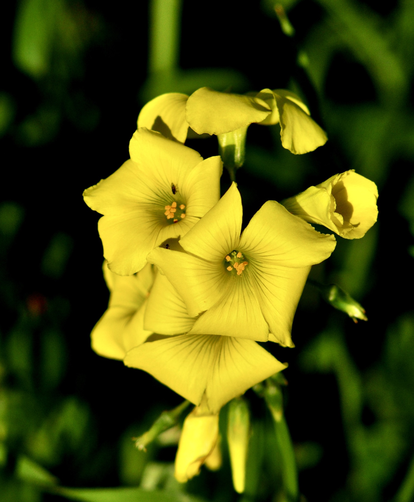 D300 70-210mm AF D Zoom Nikkor. A very underrated Lens