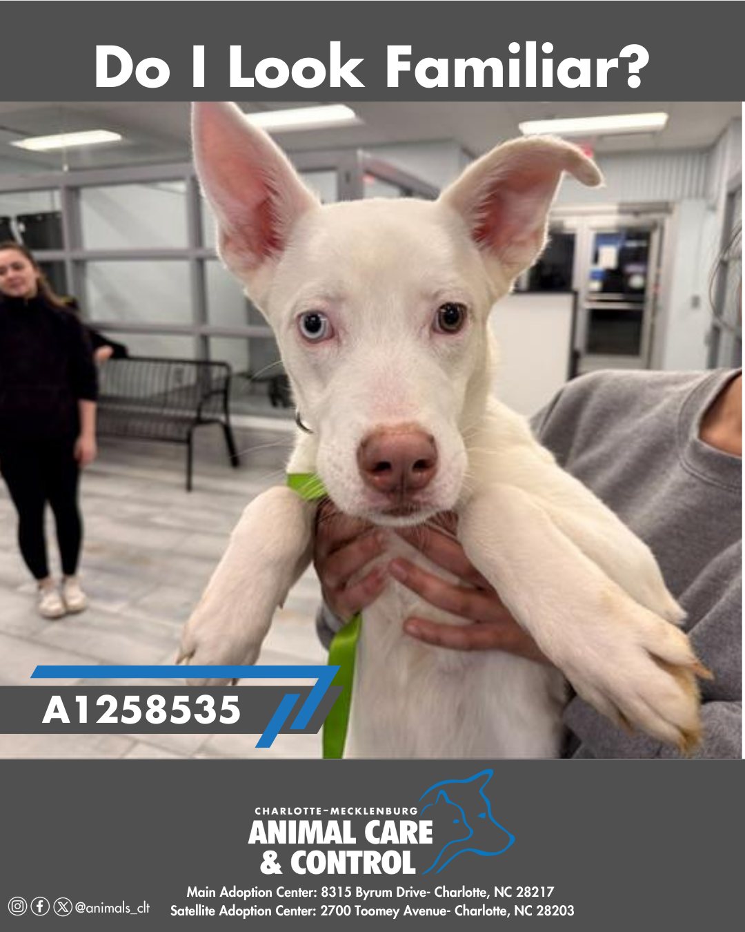 Animal Care & Control | Charlotte NC