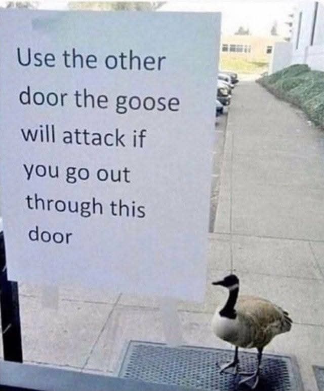 Grumpy - Security goose. | Facebook