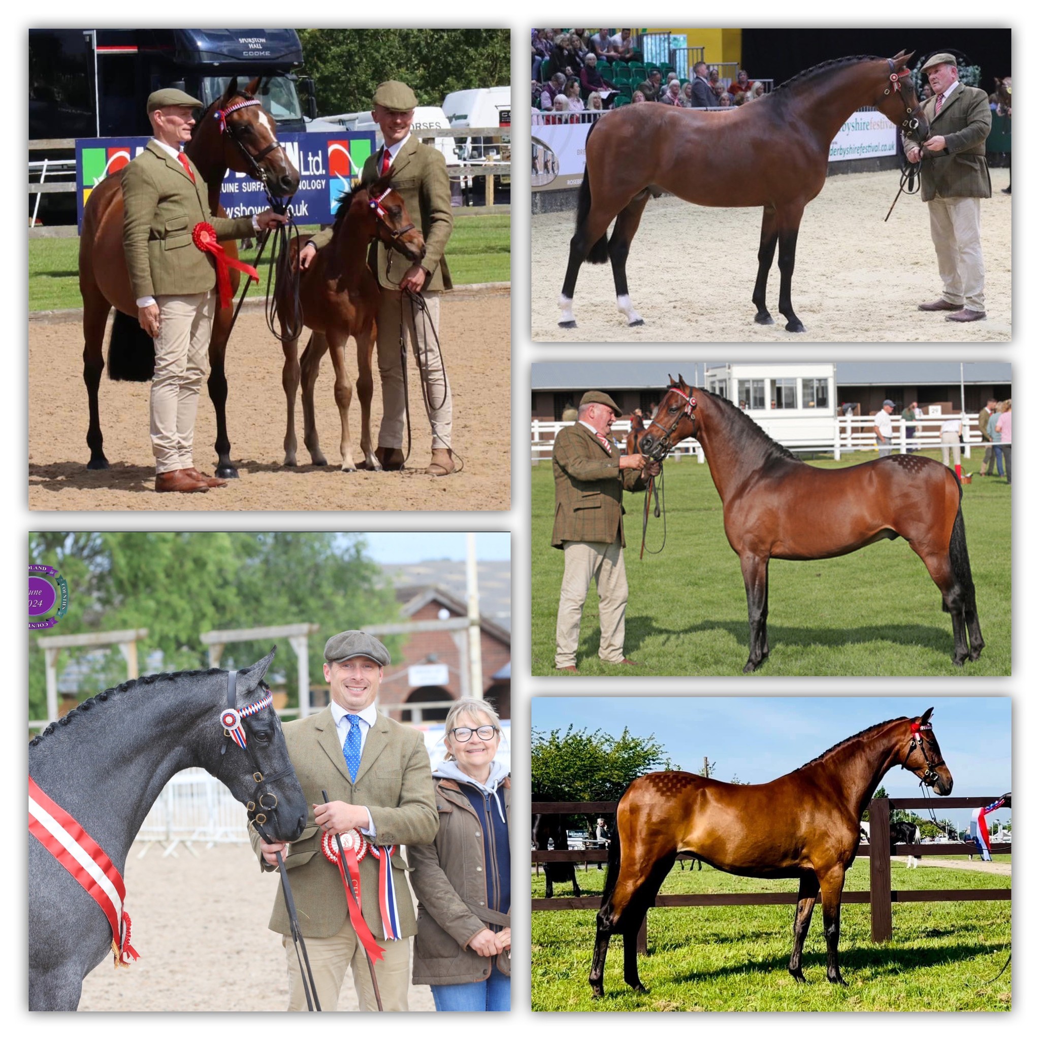 🎉 Congratulations to all the British Riding Ponies who have