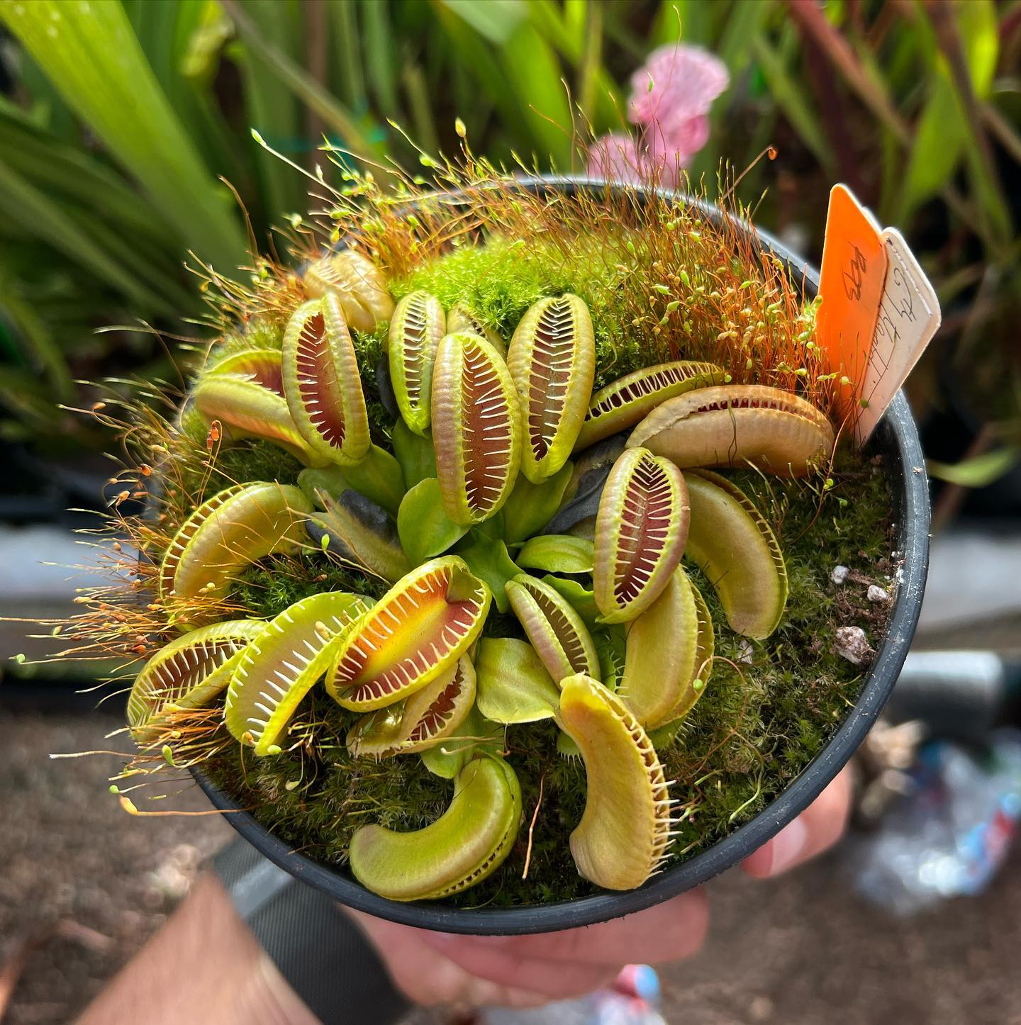 Dionaea GJ Maratchi is another crazy cool VFT from @green.jaws