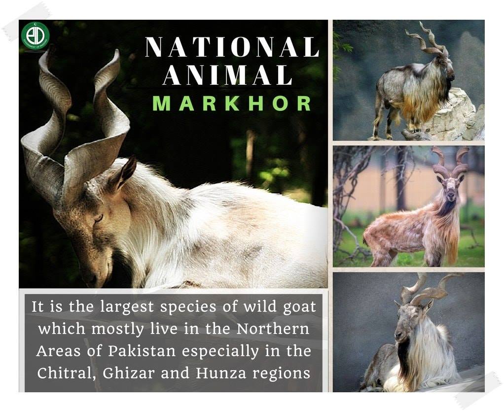 TourRangers - The national animal of Pakistan is Markhor.... | Facebook