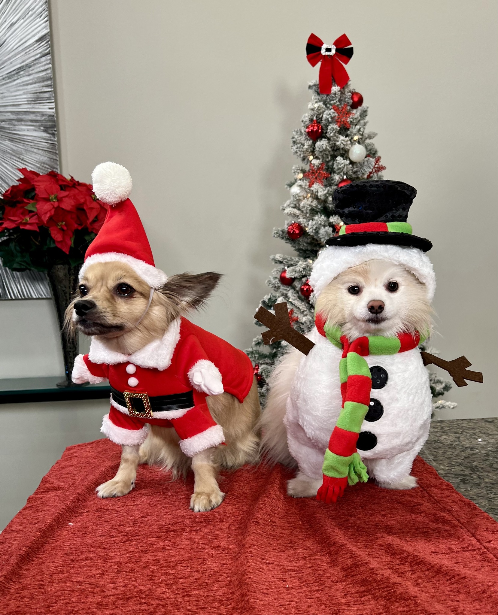 cute dogs dressed up for christmas This is as good as it gets our 2024 Puppy Photoshoot 😆 Wigan