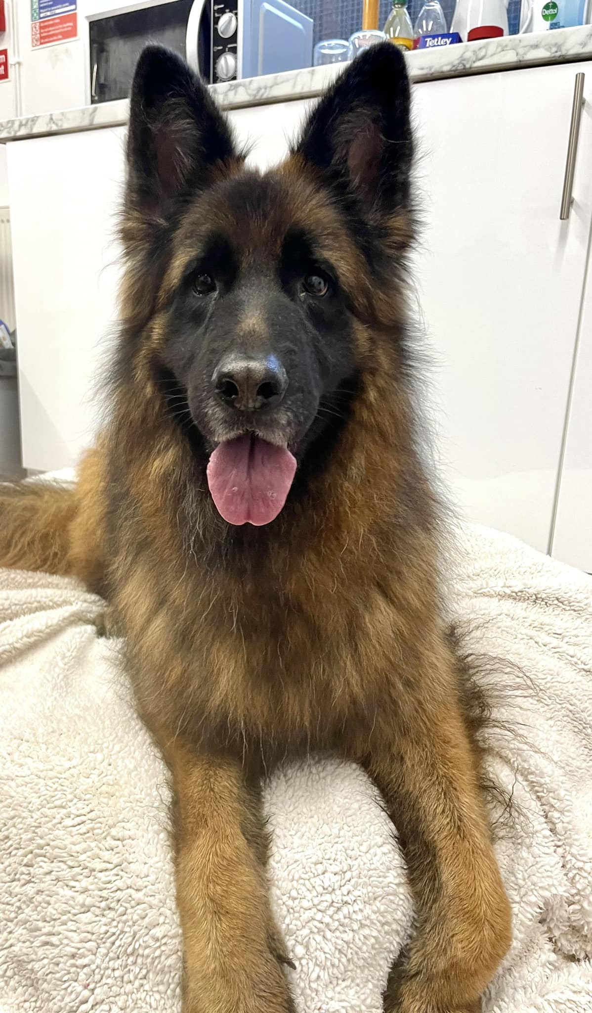 Borders - Calling all Shepherd lovers! Meet the beautiful Tara 🐾 Tara ...