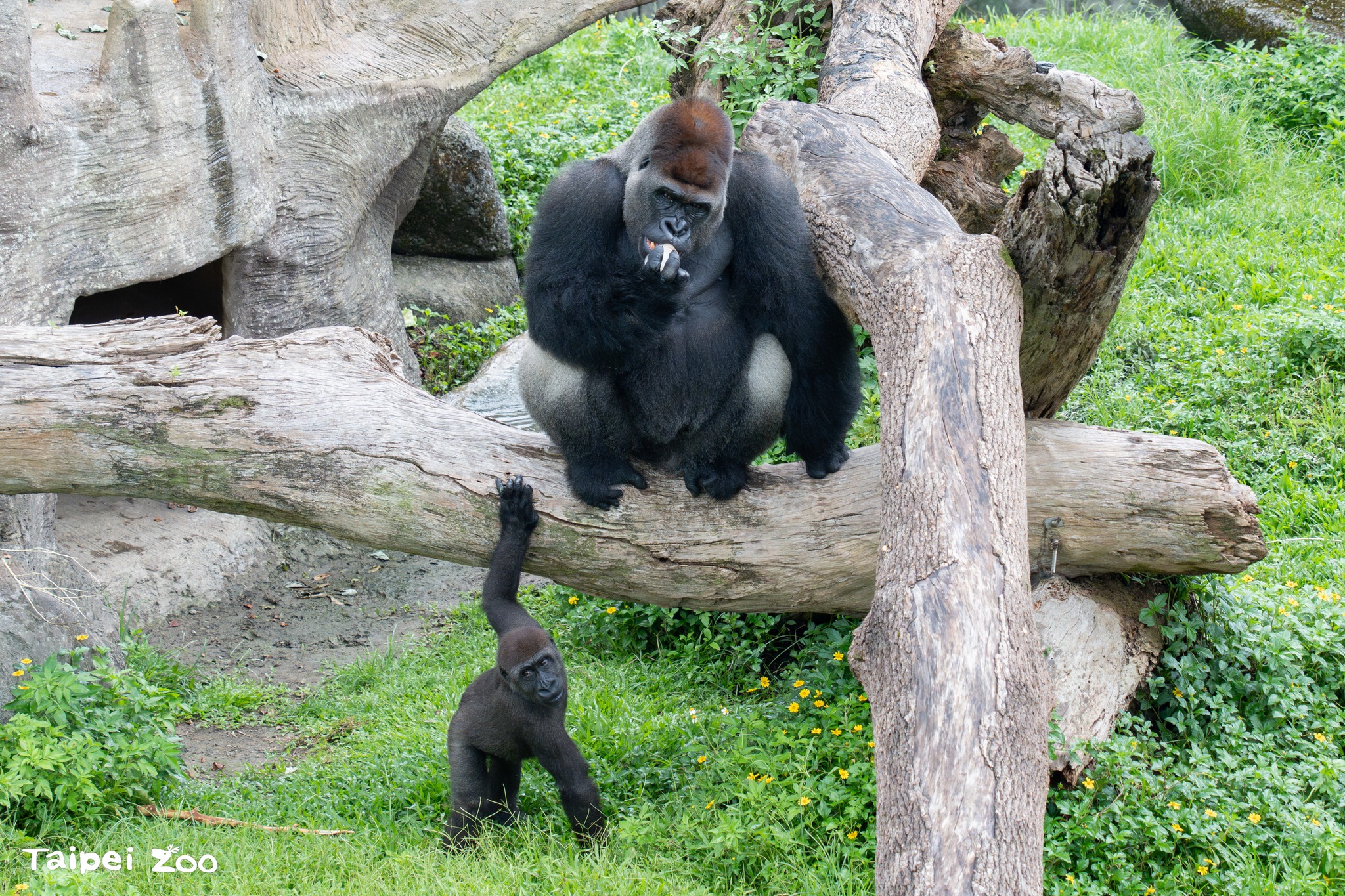 我的阿爸親像山-西部低地大猩猩保母講古... - Taipei Zoo 臺北市立動物園 | Facebook