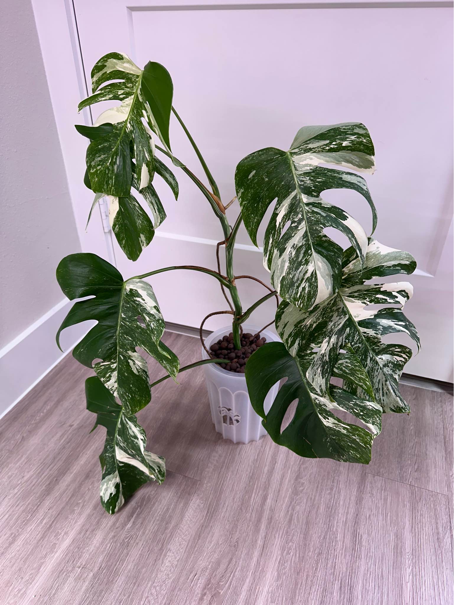 Monstera deliciosa var. borsigiana albo-variegata (high color ...
