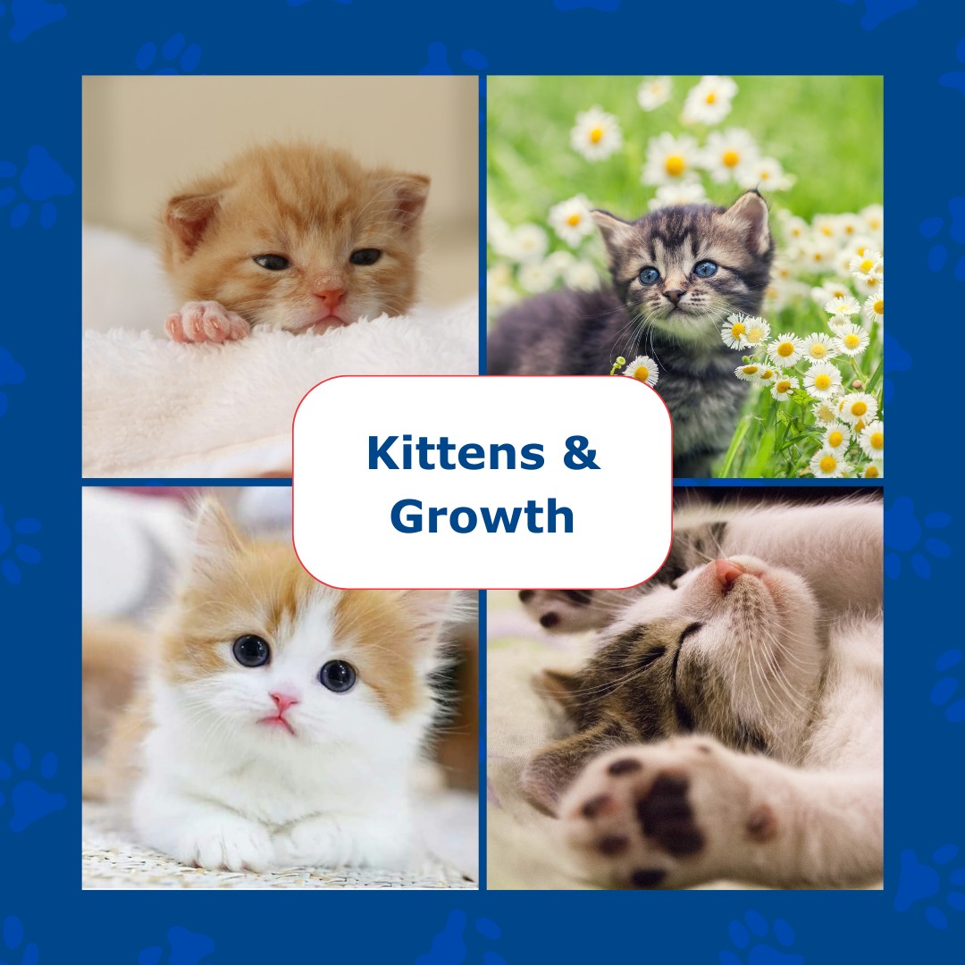 🐱 What does normal growth and development look like? Kittens grow ...