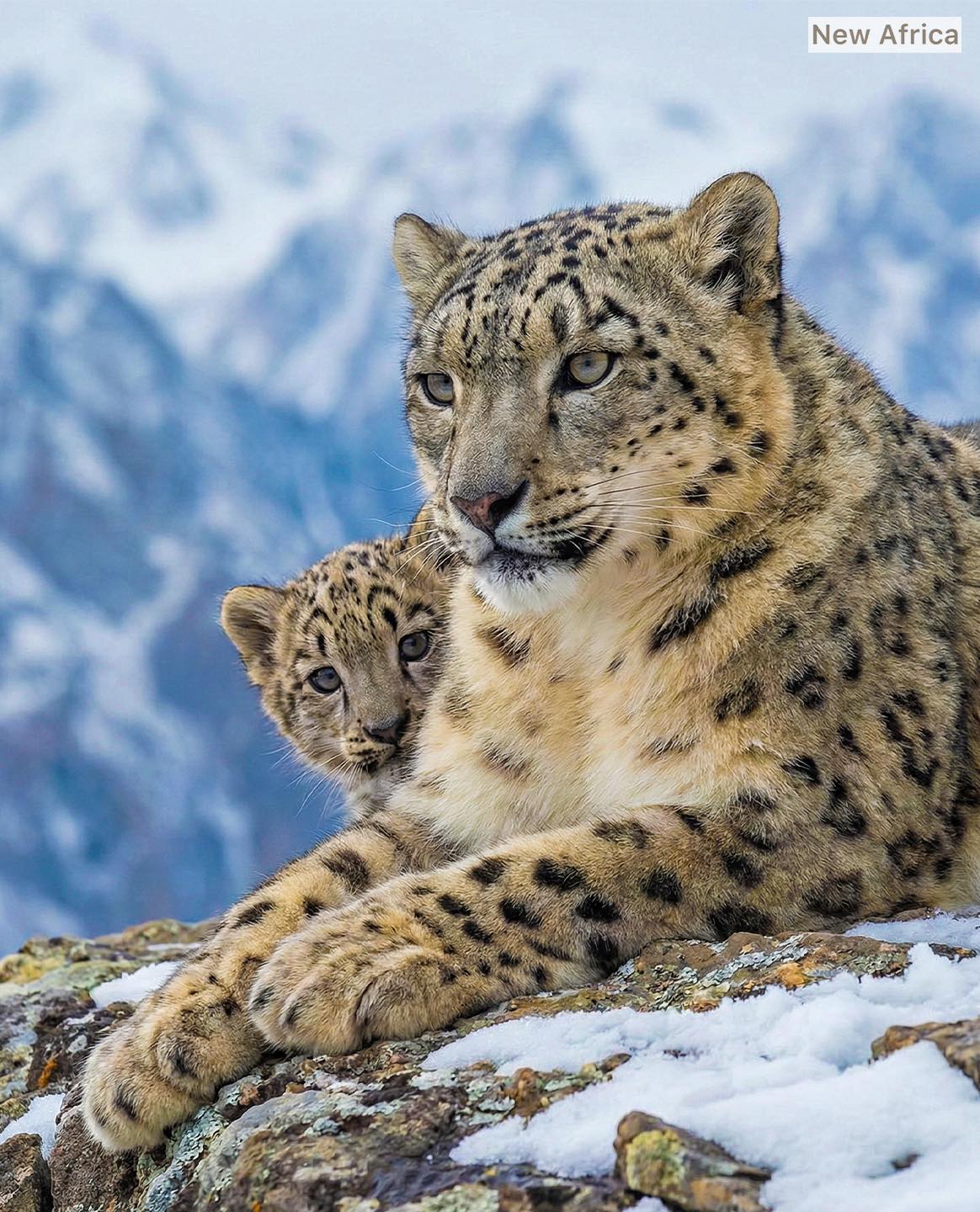 New - Born where mistakes freeze This is a snow leopard mother with her ...