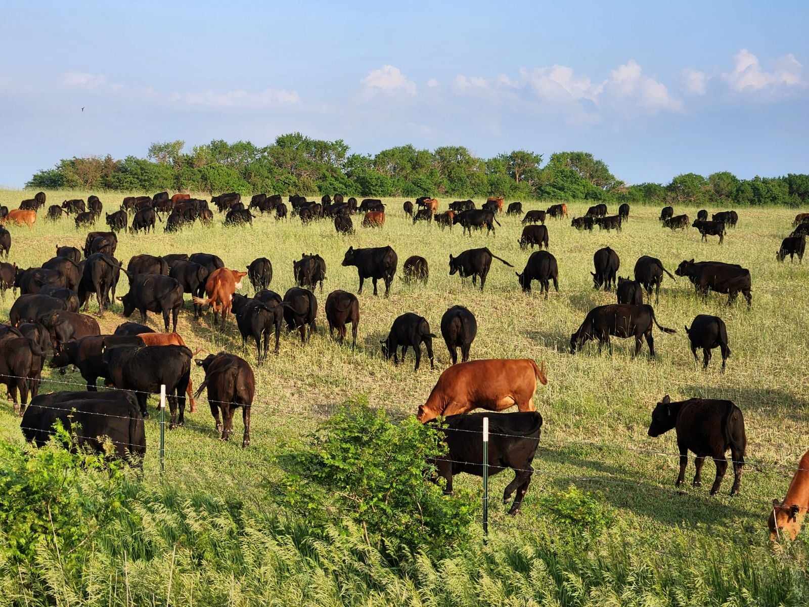 Ohlde Cattle Company: Basic Black Bulls and Angus Cattle Semen | Palmer KS