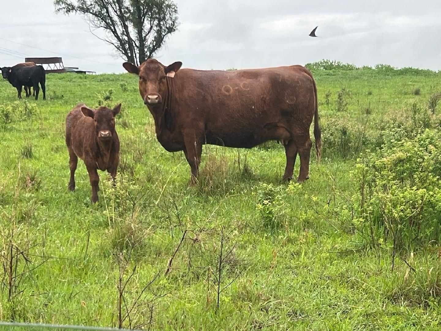 Ohlde Cattle Company: Basic Black Bulls and Angus Cattle Semen | Palmer KS