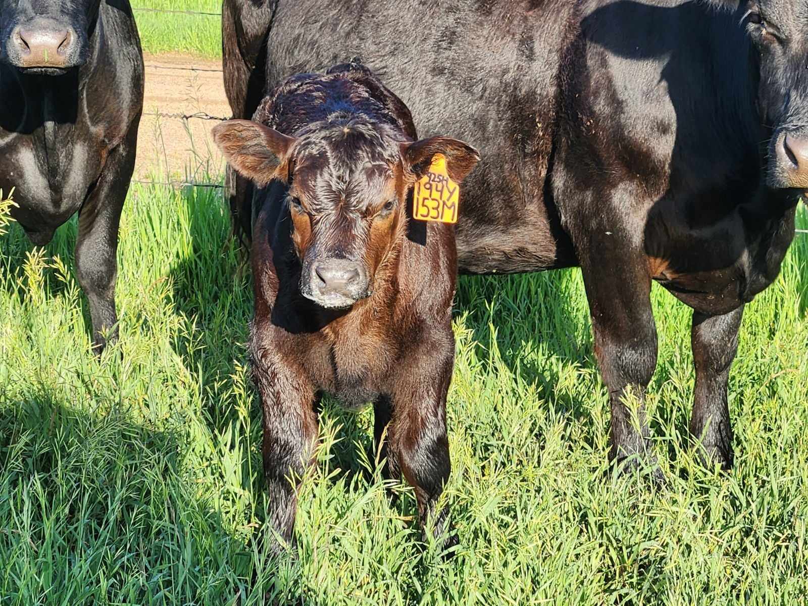 Ohlde Cattle Company: Basic Black Bulls and Angus Cattle Semen | Palmer KS