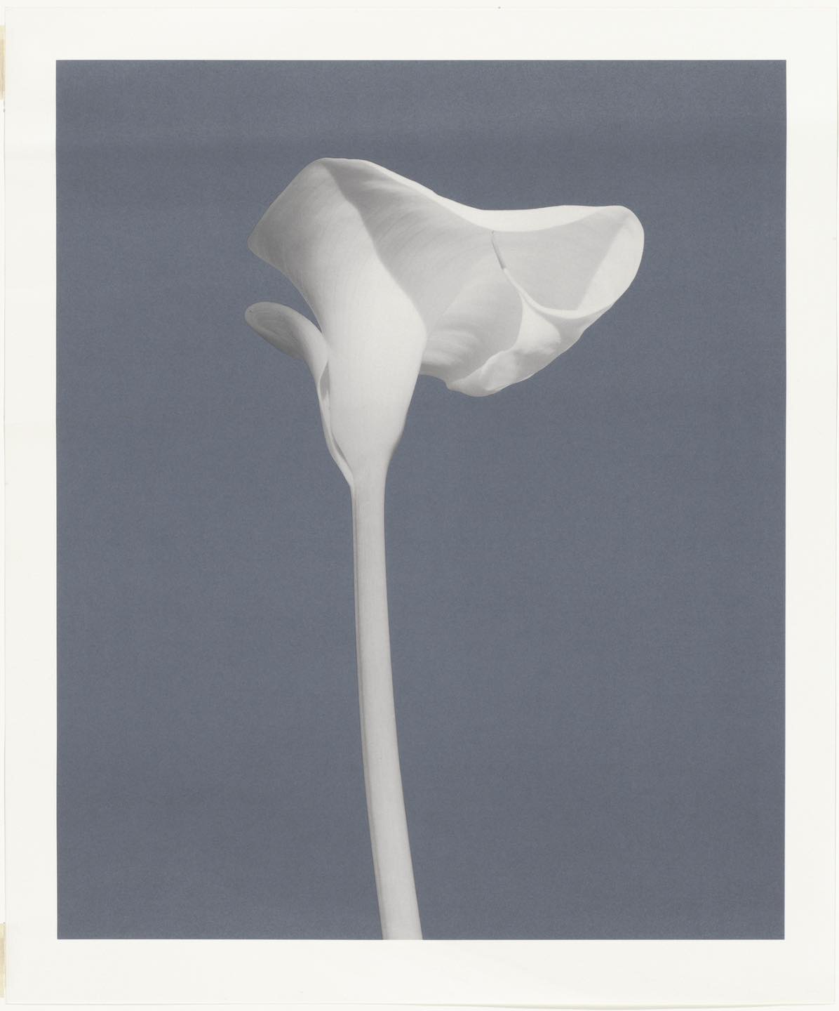 Memento mori' Robert Mapplethorpe Last self portrait 1988 Platinum