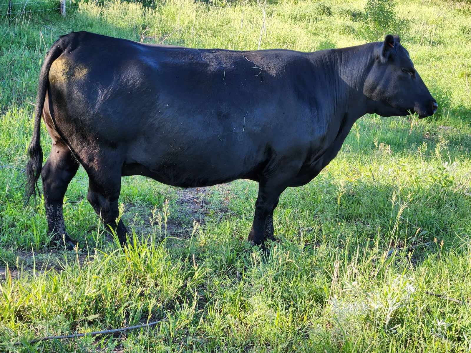 Ohlde Cattle Company: Basic Black Bulls and Angus Cattle Semen | Palmer KS