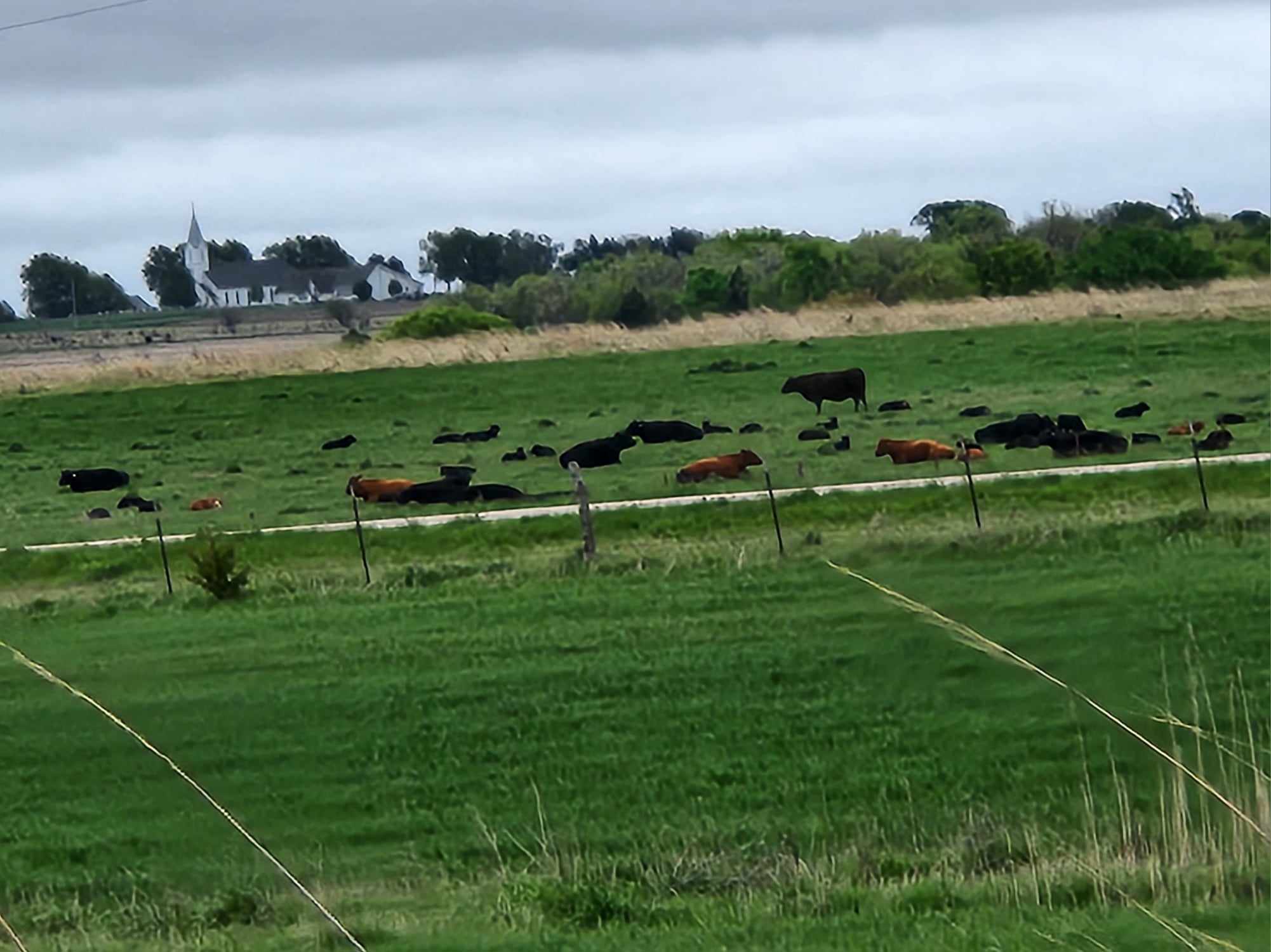 Ohlde Cattle Company: Basic Black Bulls and Angus Cattle Semen | Palmer KS