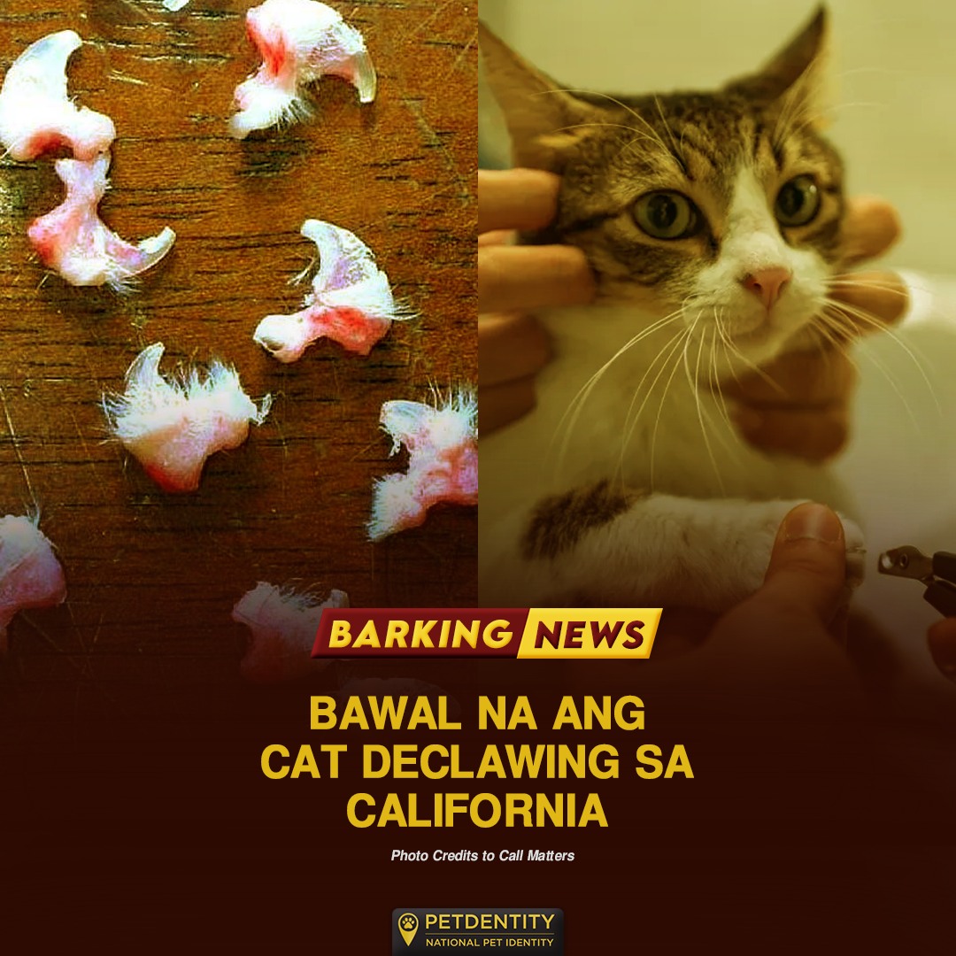 Petdentity - 𝗕𝗮𝗿𝗸𝗶𝗻𝗴 𝗡𝗲𝘄𝘀: 𝗕𝗮𝘄𝗮𝗹 𝗻𝗮 𝗮𝗻𝗴 𝗰𝗮𝘁 𝗱𝗲𝗰𝗹𝗮𝘄𝗶𝗻𝗴 𝘀𝗮... | Facebook