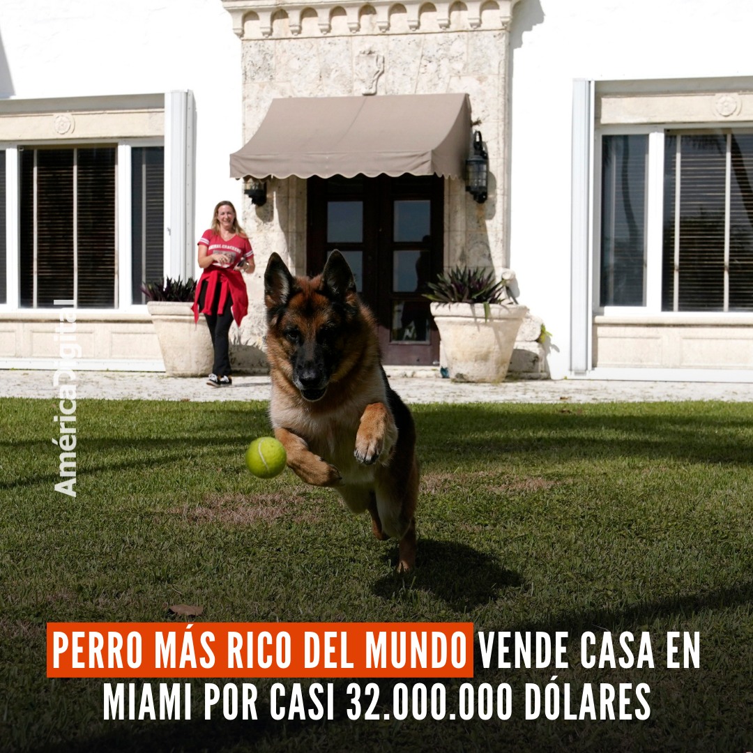 América Digital - El perro más rico del mundo, un pastor...