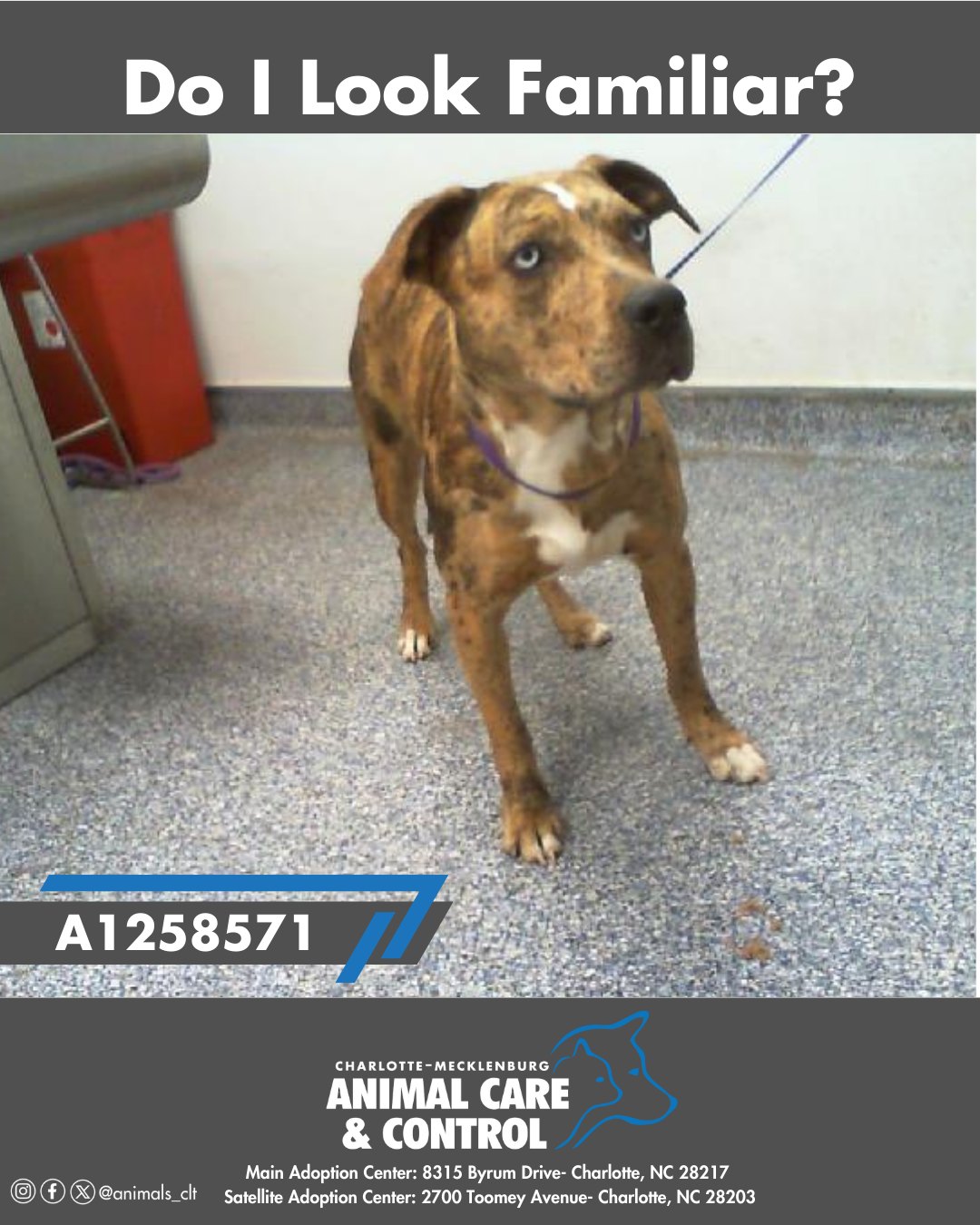 Animal Care & Control | Charlotte NC
