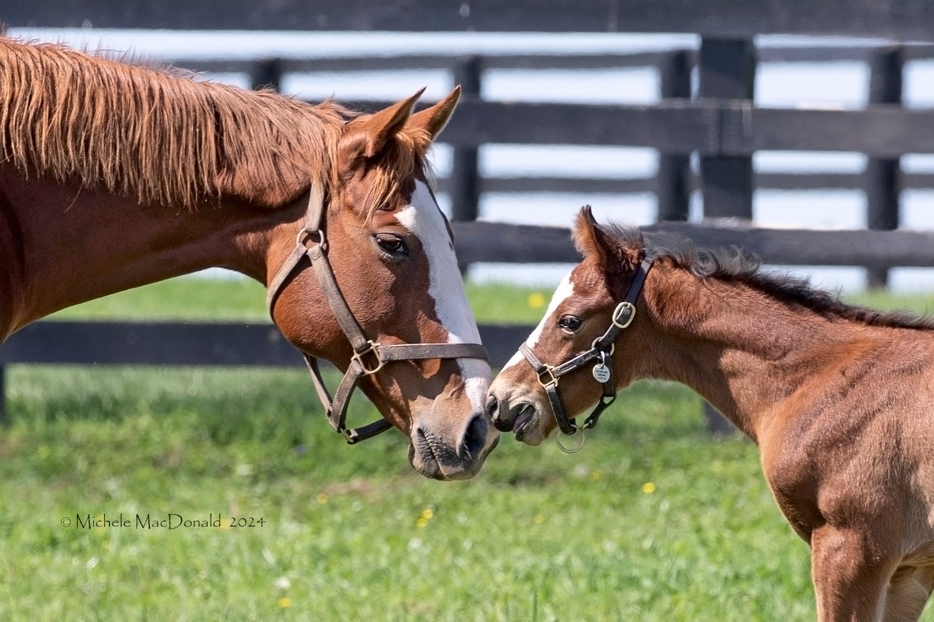 Adorable interaction between mare and Flightline colt 