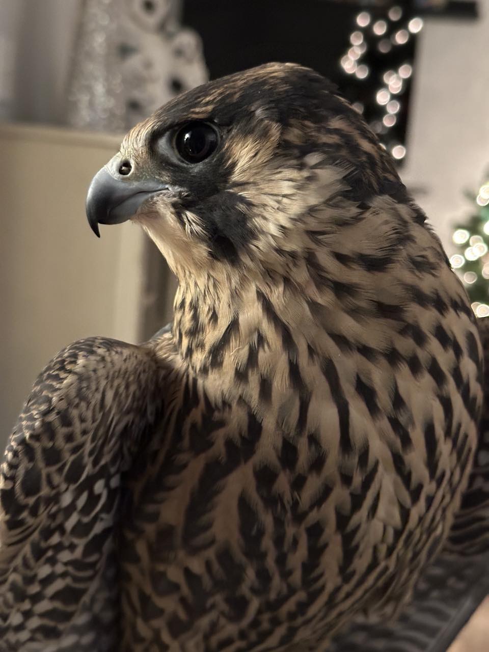 Hoo's Woods Raptor Center - This is Aldo, named after the legendary ...