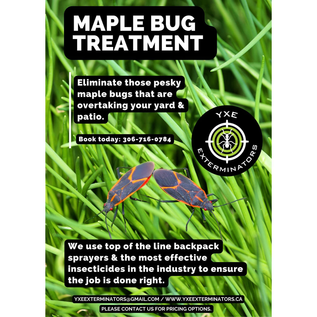 YXE - Got a maple bug problem? We use top of the line backpack sprayers ...