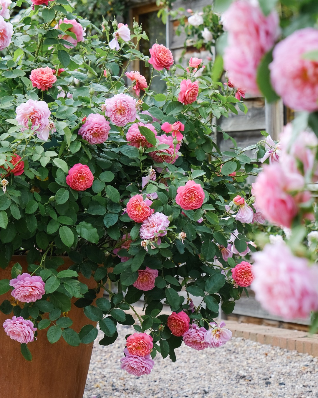 David Austin Roses Visitor Centre | Albrighton