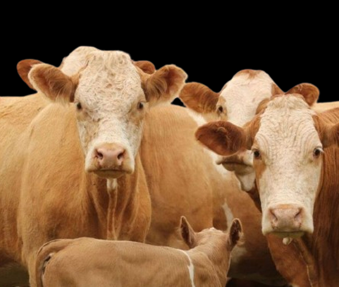 Infoagrìcola - 🔴 Raza Simmental #simmental... | Facebook