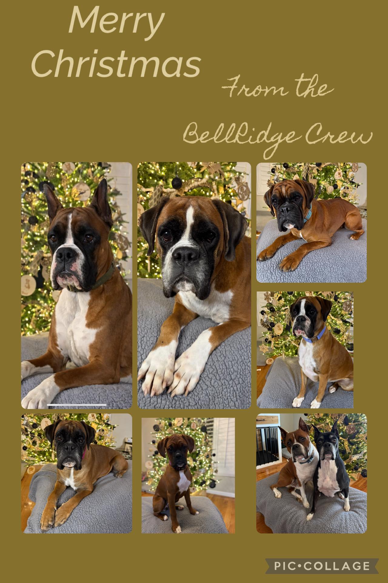 🎄🐶 Merry Christmas to all of our... - BellRidge Boxers | Facebook